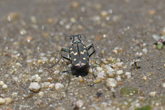 Cicindela haemorrhagica