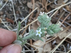 Oreocarya suffruticosa
