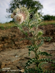 Cirsium echinus