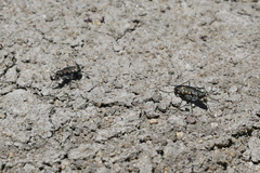 Cicindela oregona oregona