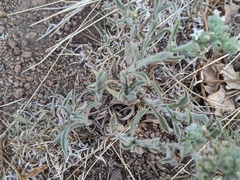 Oreocarya suffruticosa