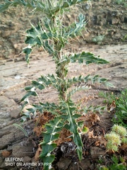 Cirsium echinus