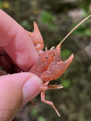 Cambarus asperimanus