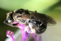 Halictidae