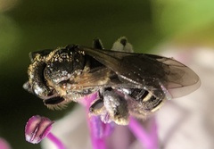 Halictidae