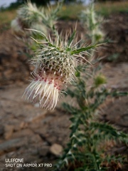 Cirsium echinus
