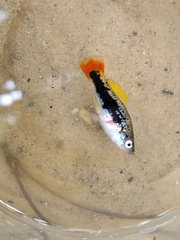 Xiphophorus variatus