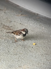 Passer domesticus domesticus