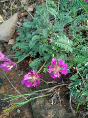 Astragalus onobrychis