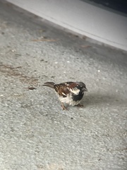 Passer domesticus domesticus