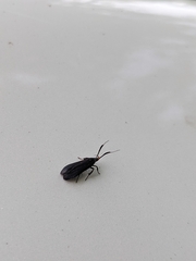 Dichomeris nonstrigella