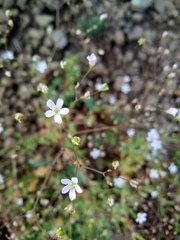 Gypsophila elegans