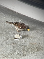 Passer domesticus domesticus