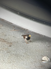 Passer domesticus domesticus