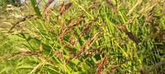 Sorghum halepense