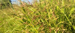 Sorghum halepense