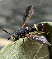 Sphiximorpha willistoni