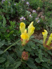 Scutellaria orientalis