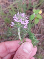 Thymus villosus