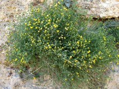 Perityle congesta