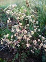 Chamaesciadium acaule