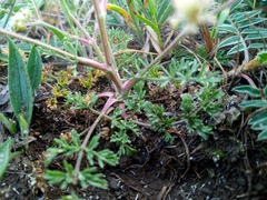 Chamaesciadium acaule