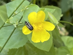 Acmaeodera connexa