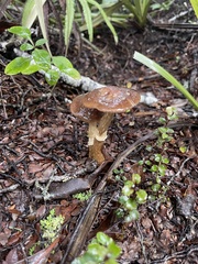 Cortinarius majestaticus