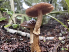 Cortinarius majestaticus