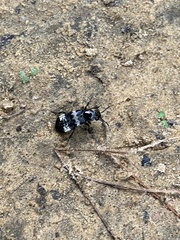 Creophilus maxillosus