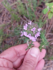 Thymus villosus
