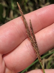 Carex striata