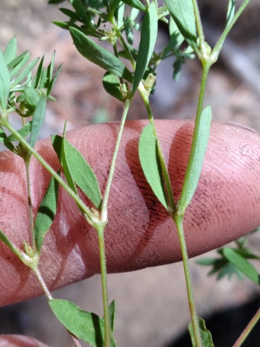 Image of Paronychia montana by (c) Scott Ward, some rights reserved (CC BY)
