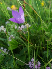 Campanula stevenii