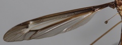 Tipula tricolor