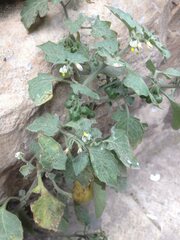 Solanum villosum