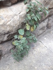 Solanum villosum
