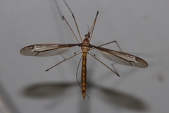 Tipula tricolor