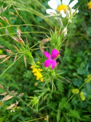 Dianthus armeria