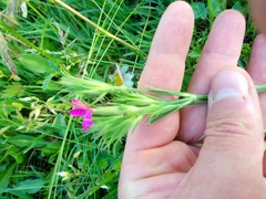 Dianthus armeria