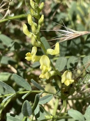 Astragalus douglasii