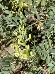 Astragalus douglasii