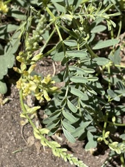 Astragalus douglasii