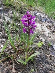 Dactylorhiza lapponica