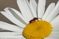 Nomada cuneata