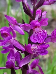 Dactylorhiza lapponica