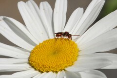 Nomada cuneata