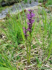 Dactylorhiza lapponica