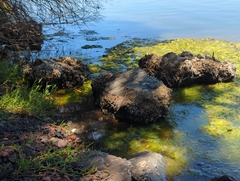 Ficopomatus enigmaticus