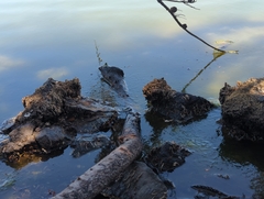 Ficopomatus enigmaticus